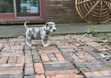 ABKC XL Bully Blue Merle Registered Male 4