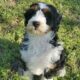 Puppies cared with love