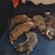 American Staffordshire bull terrier puppies availa