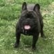 French Bulldog Puppies