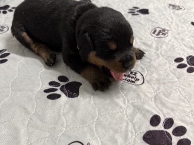 Ellie