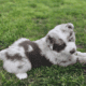 AKC Purebred Australian Shepherd Puppies for Sale