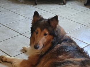 Collies