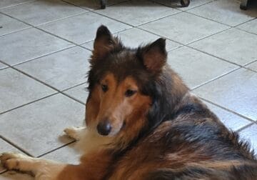 Collies