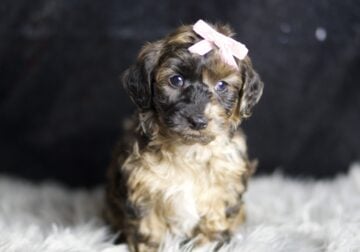 Ms. Cocoa F1 Yorkiepoo Female