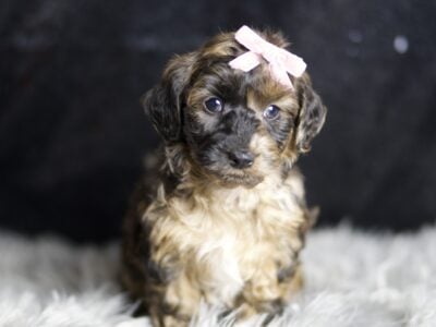 Ms. Cocoa F1 Yorkiepoo Female