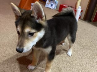Shiba Inu Puppy For Sale
