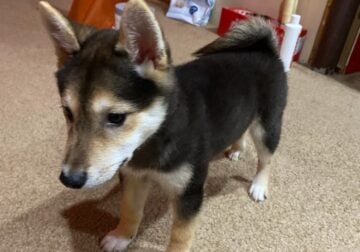 Shiba Inu Puppy For Sale