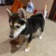 Shiba Inu Puppy For Sale