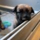 Sweet Malinois puppies