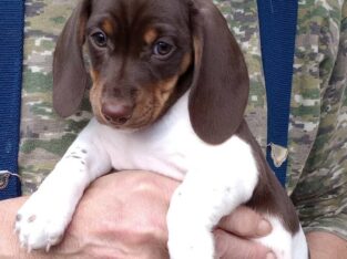 PUREBRED Miniature Dachshund Pie Bald FEMALE Puppy