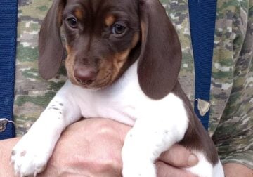PUREBRED Miniature Dachshund Pie Bald FEMALE Puppy