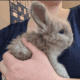 100% English Angora Rabbits