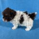 Toy poodle puppies absolutely adorable.