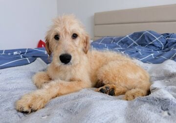 Mia-Standard Goldendoodle