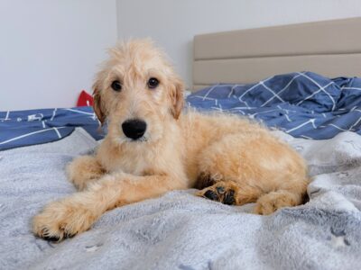 Mia-Standard Goldendoodle
