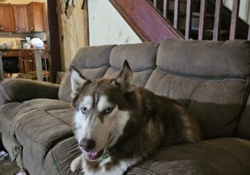 Dog to good home