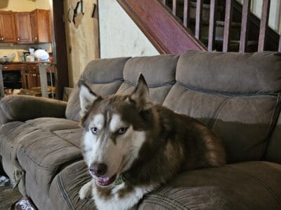 Dog to good home