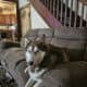 Dog to good home
