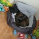 YAHanah – 6 mo Fluffy Frenchie