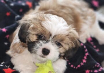 Shih Tzu puppy