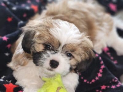 Shih Tzu puppy