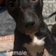 Blue nose Pitbull puppies looking for forever home