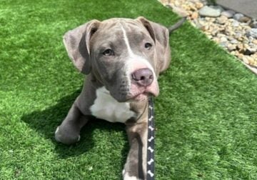 Red and Blue Nose Puppies – Yellow Collar (Rex)