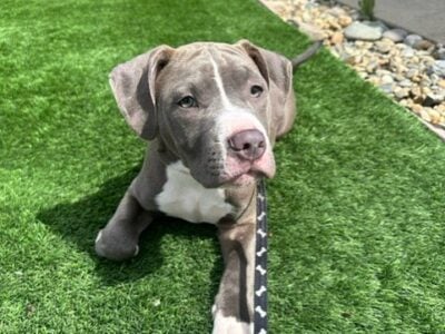 Red and Blue Nose Puppies – Yellow Collar (Rex)