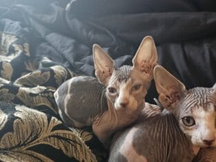Sphynx Kittens
