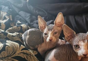 Sphynx Kittens