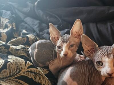 Sphynx Kittens