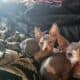 Sphynx Kittens