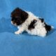 Toy poodle puppies absolutely adorable.