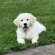 Golden Retriever puppy female