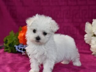 Female Maltese Pup
