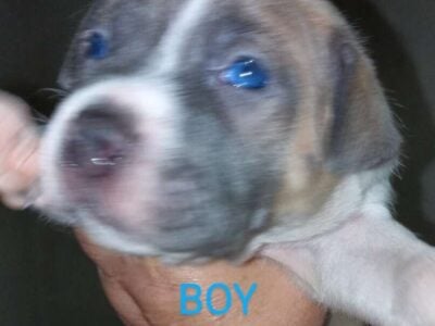 Two Left Pit/Lab mix