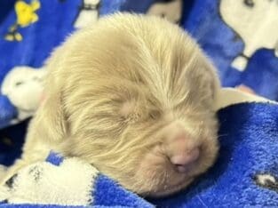 AKC Newfoundland Puppies – Pink – Female – Fennec