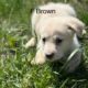 Great Pyrenees/Golden retriever puppies