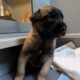 Sweet Malinois puppies