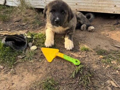 Great Pyrenees German shepherd puppies