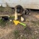 Great Pyrenees German shepherd puppies