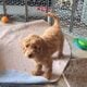 F1b Mini (micro) Goldendoodle