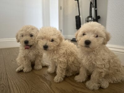 Maltipoo mix with poodle