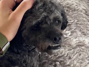 Shih Poo For Sale