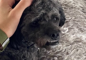 Shih Poo For Sale