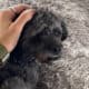 Shih Poo For Sale