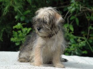 Shorkie Female 1 ***On Sale***
