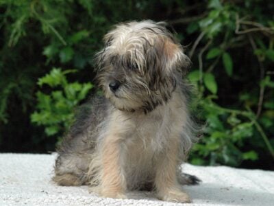 Shorkie Female 1 ***On Sale***