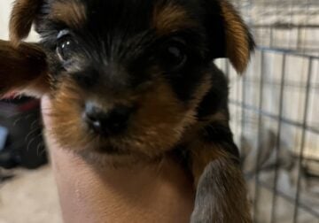 8 week old yorkie for new home